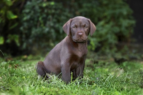 Labrador