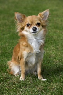 Papillon dog