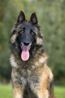 Belgian Shepherd Tervuren