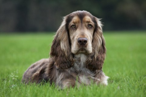 English Cocker Spaniel in garden