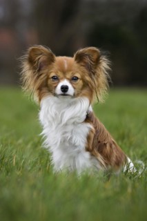 Papillon dog