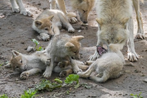 Hudson Bay wolves