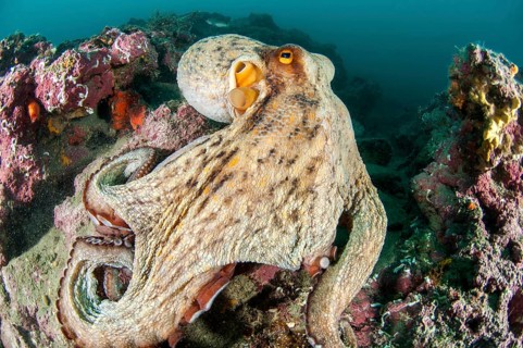 Common octopus