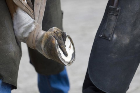 Horse hoof is newly impounded