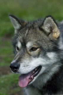 Greenland dog