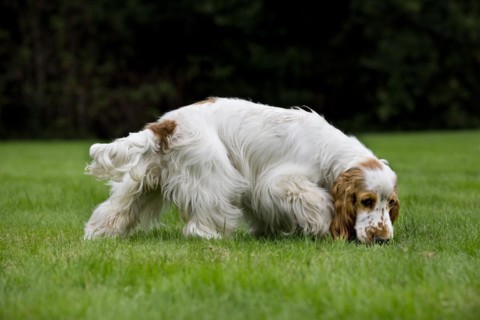 English Cocker Spaniel