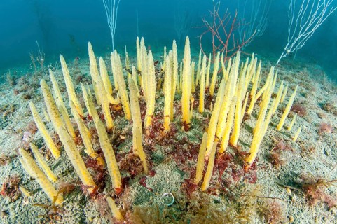 Brush sponge Ciocalypta penicillus