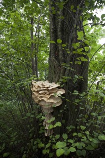 Giant polypore