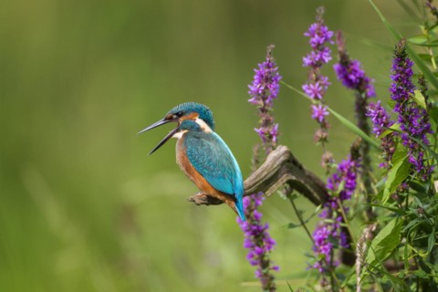 Common kingfisher