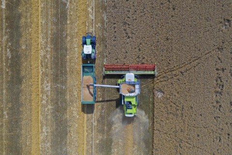 Aerial view of combine harvester and tractor with trailer harvesting rapeseed field in summer