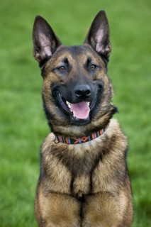 Belgian Shepherd Dog