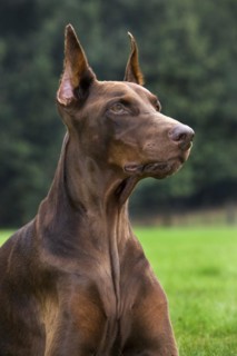 Doberman Pinscher