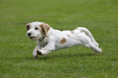 Basset griffon vendeen
