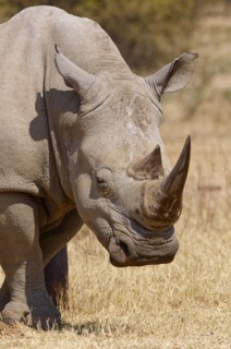 White rhinoceros