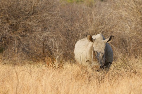 White rhinoceros