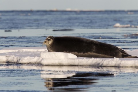 Bearded seal