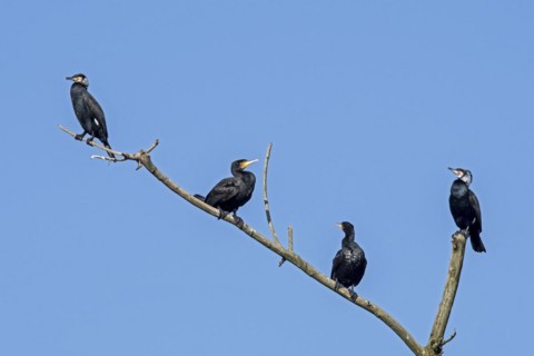 Colony of great cormorants