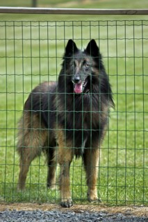 Belgian Shepherd Tervuren