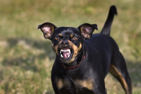 Manchester Terrier