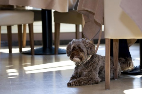 Tibetan terrier dog resting on the floor in restaurant