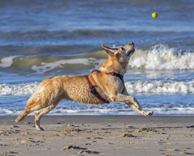 Unleashed blonde labrador retriever wearing dog harness and playing fetch with tennis ball on the beach