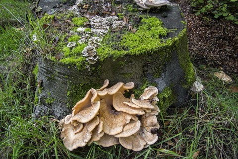 Giant polypore