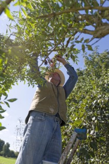Farmer picking elderberry beer