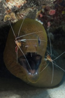 Symbiosis symbiotic behaviour in coral reef of predator giant moray