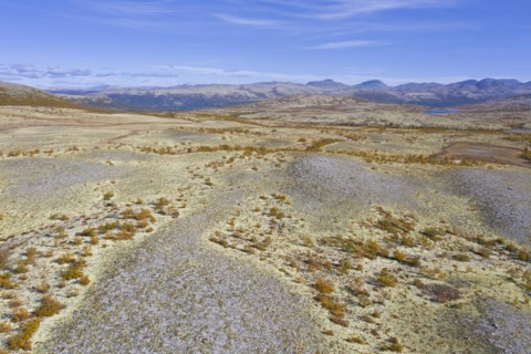 Aerial view over the Norwegian tundra covered in reindeer lichen