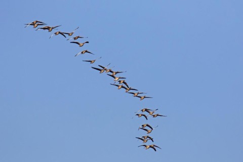 Flock of migrating greylag geese