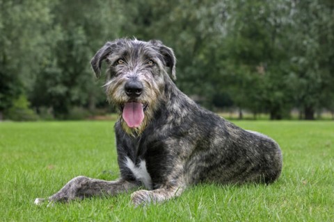 Irish wolfhound