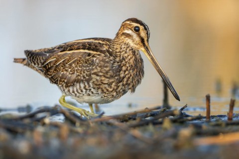 Common snipe