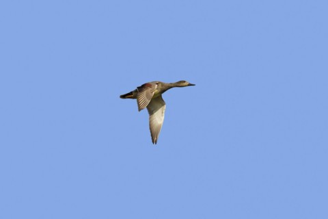 Gadwall