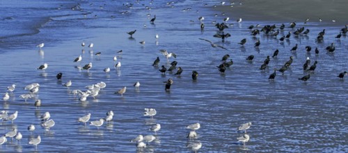 Flock of great cormorants