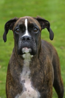 Boxer dog