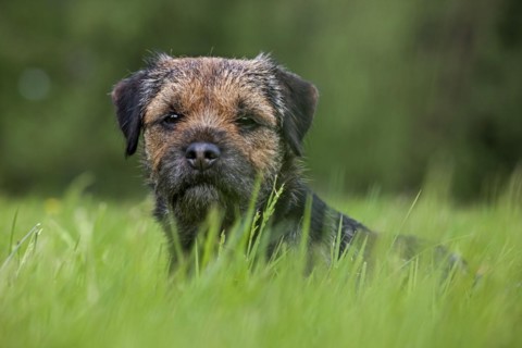 Border Terrier