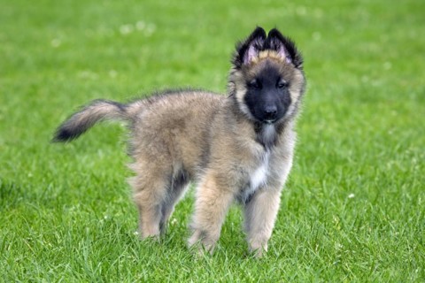 Young Belgian shepherd Tervueren