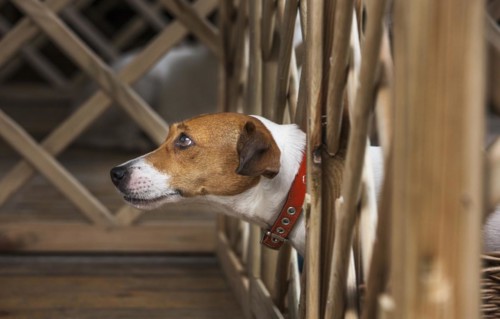 Smooth coated Jack Russell terrier