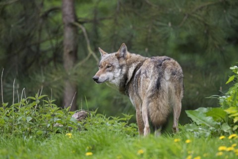 Solitary Eurasian wolf