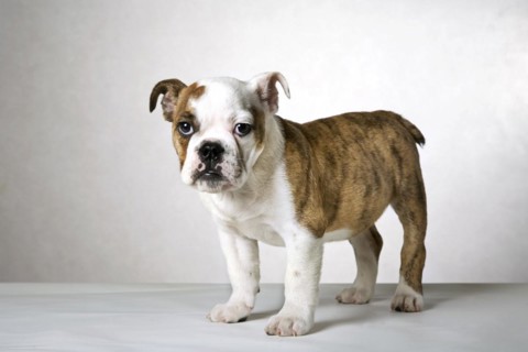 English bulldog