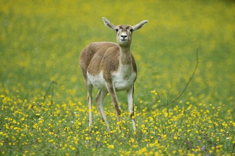 Antelope cervicapra