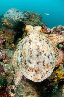 Octopus vulgaris