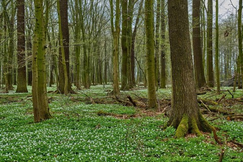 The Lasker Auenwald nature reserve in the Sorbian settlement area in spring
