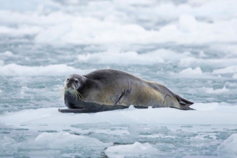 Bearded seal