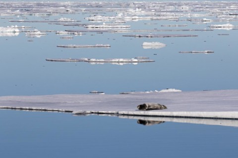 Bearded seal
