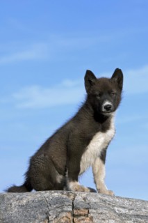 Greenland dog