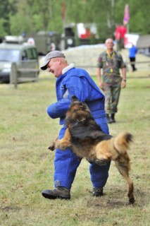 Military attack dog