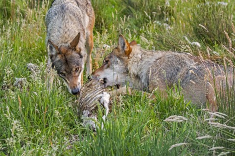 Two grey wolves