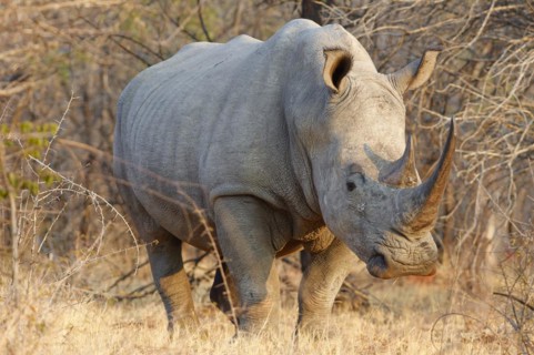 White rhinoceros