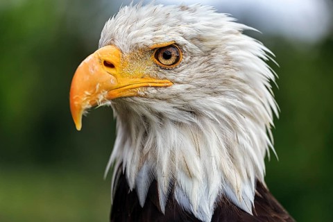 Bald eagle